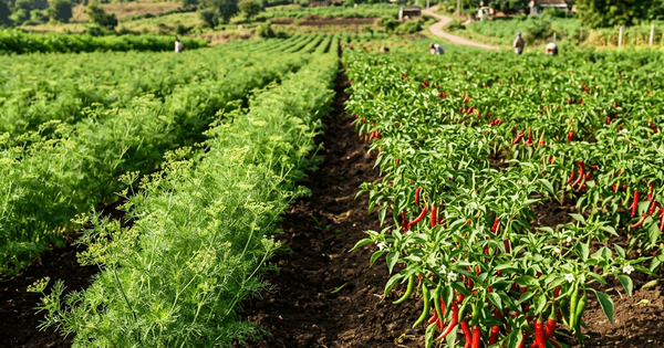 Traditional Indian Rice Varieties: Organic Cultivation & Soil Care