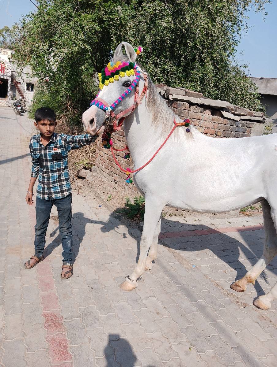 રોજી