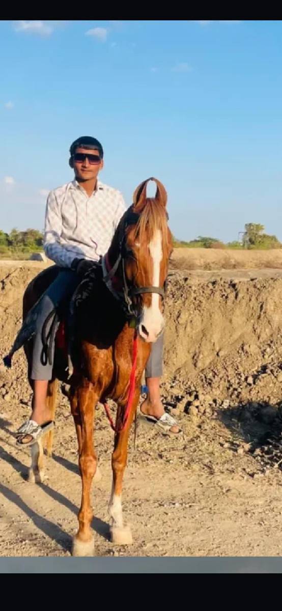 આ ધોડી ને ધોડો વેસવાના સે સાટા
