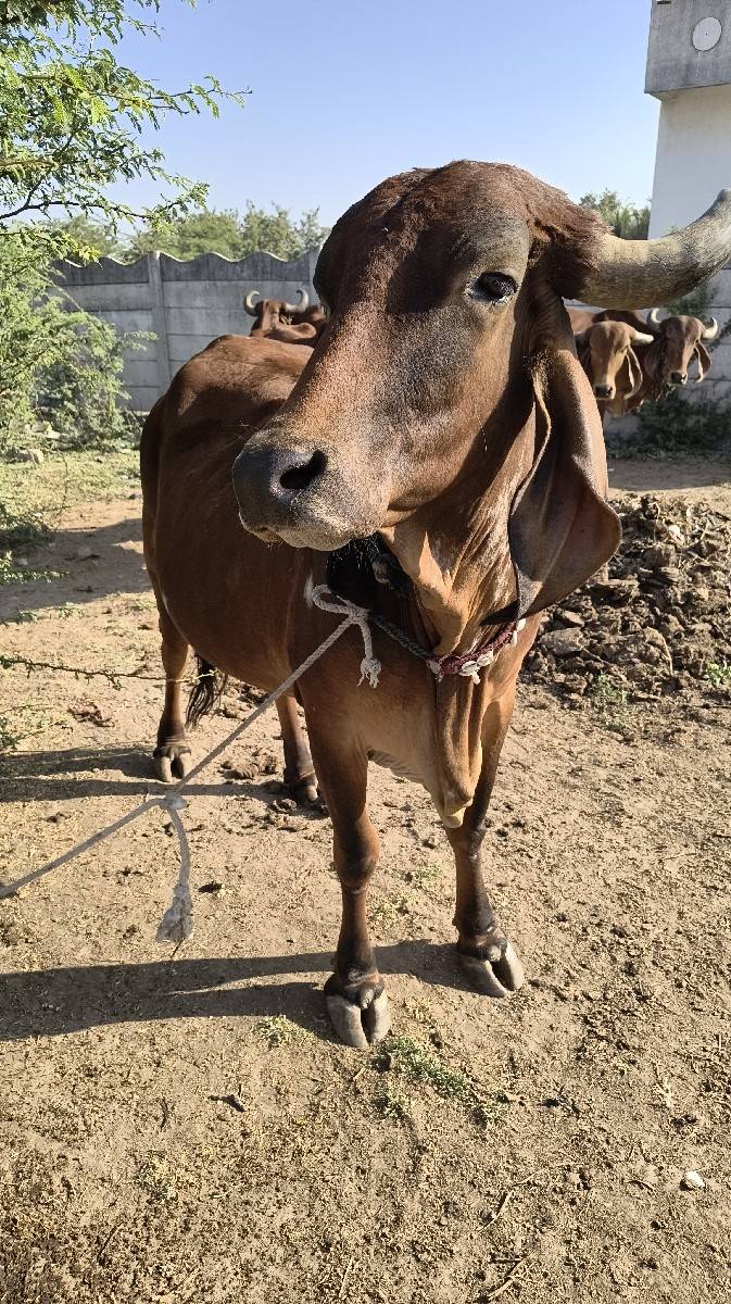 sata karva na che Ghodi hare
