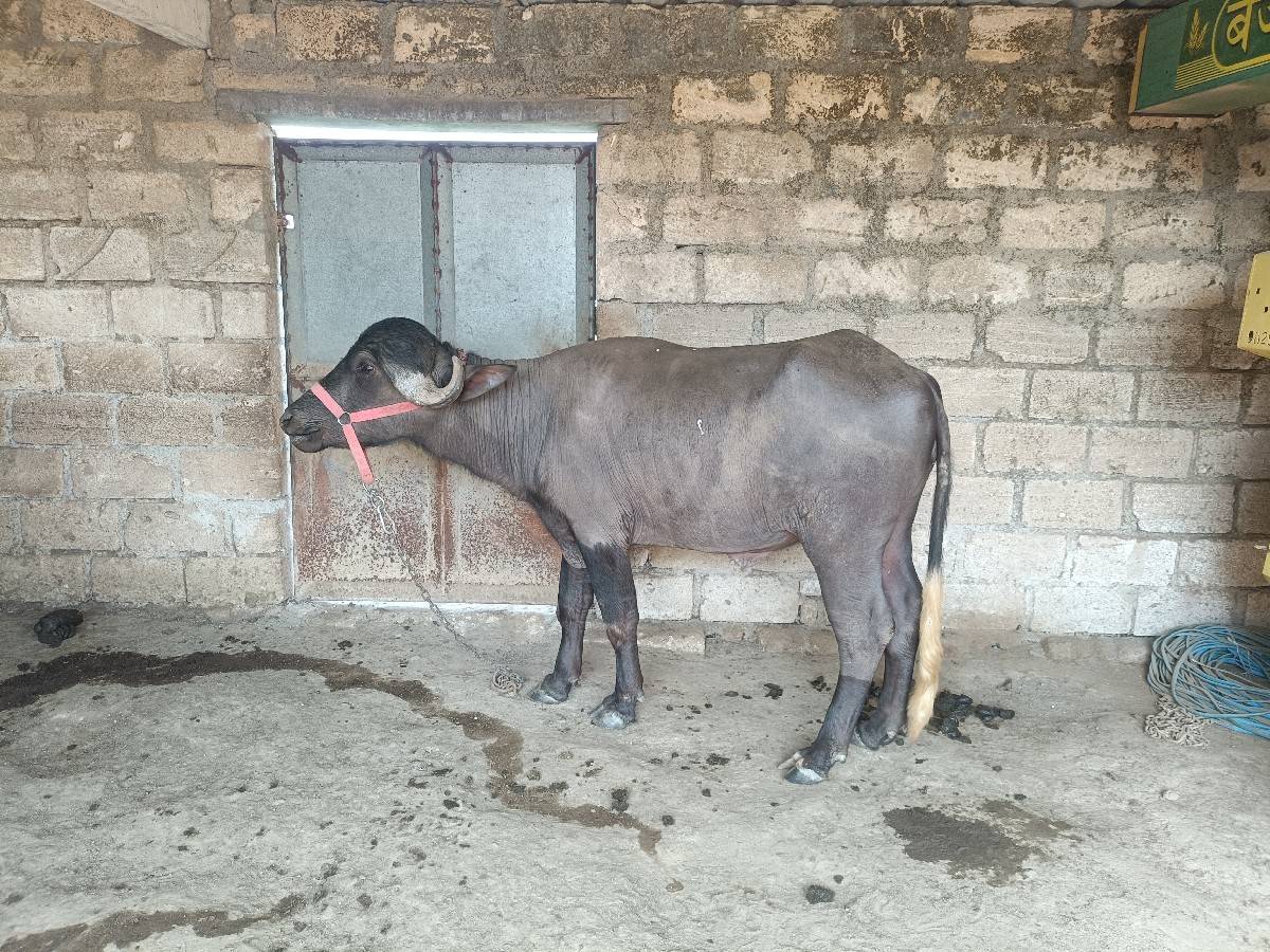 ખડેલી ના સાટા કરવા ના છે