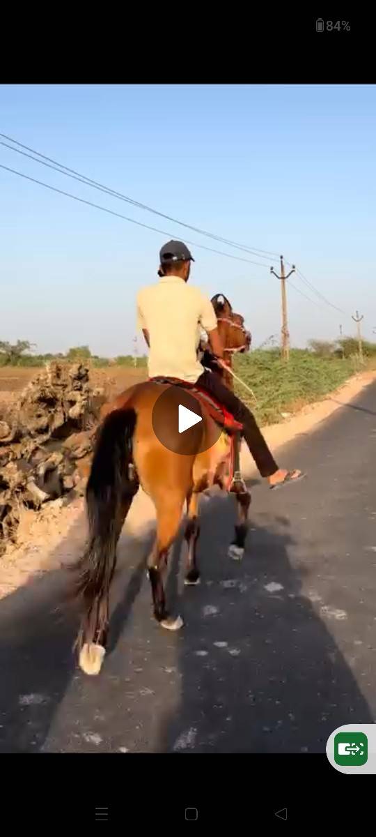 કેડી ઘોડી વેચવાની