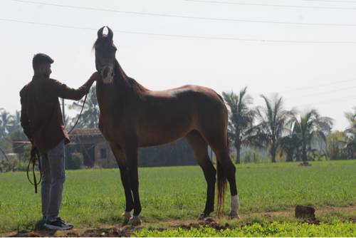 Ghodi