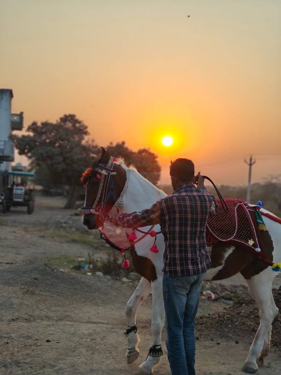 ધોડી વેચવાની છે