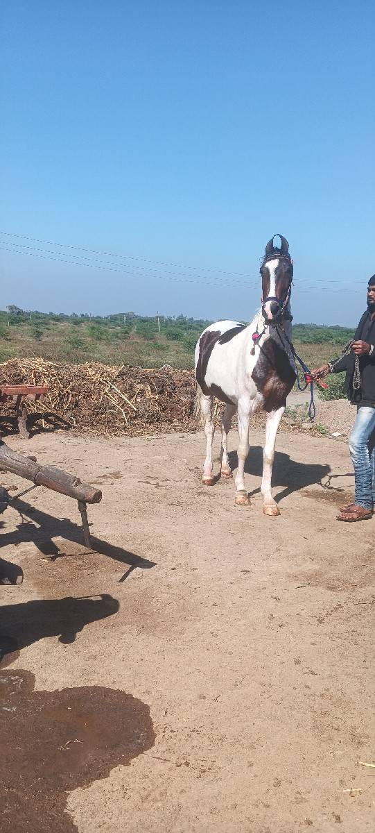 ધોડી વેચવાની છે