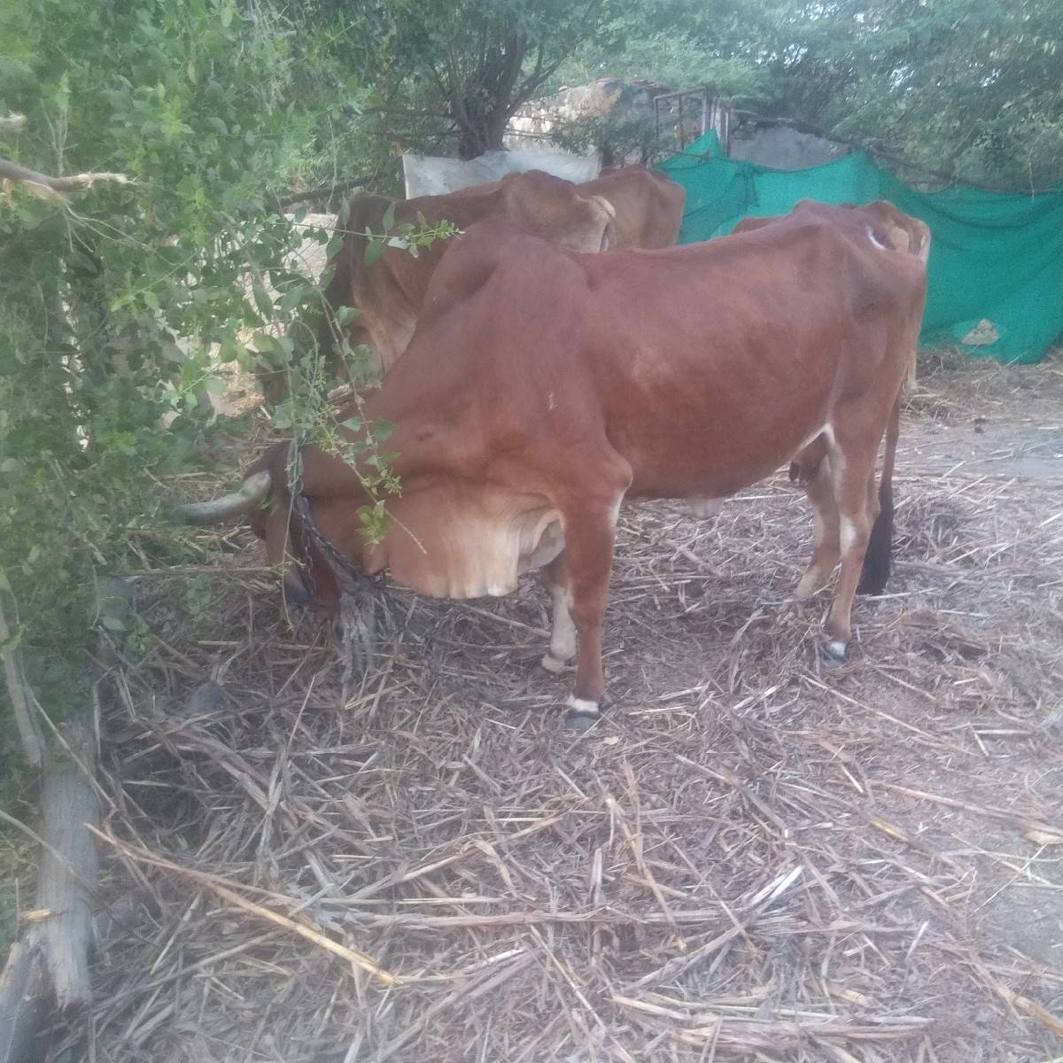 gay 3 vetar