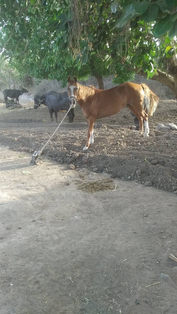 ઘોડી