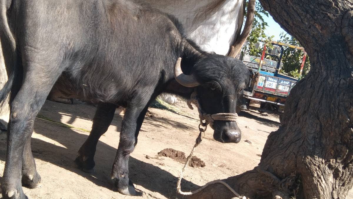 gam jamnagar jila mahmudpur