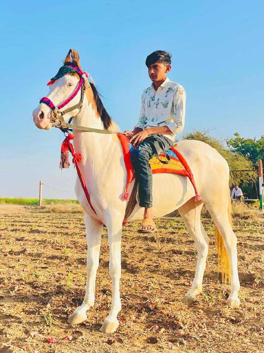 આ ઘોડી વેચવાની છે