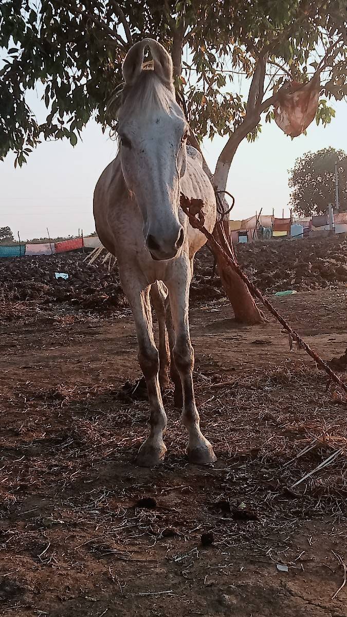 આ કાઠીયાવાડી  ઘોડી વેચવાની છે,
