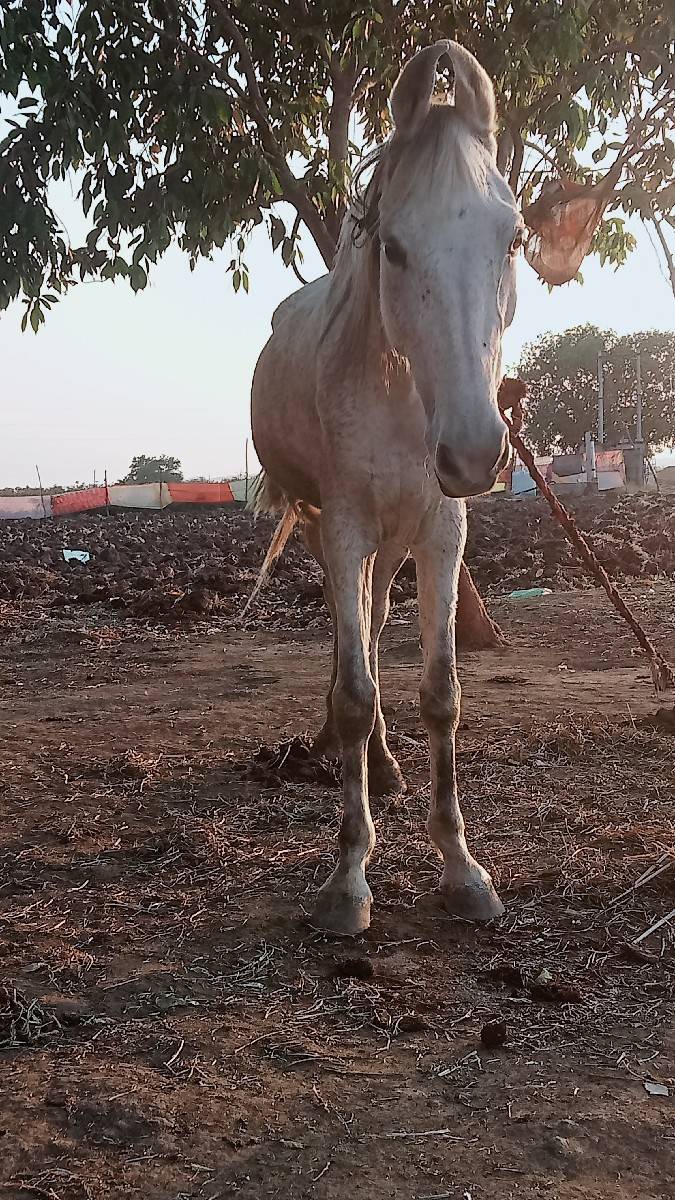 આ કાઠીયાવાડી  ઘોડી વેચવાની છે,