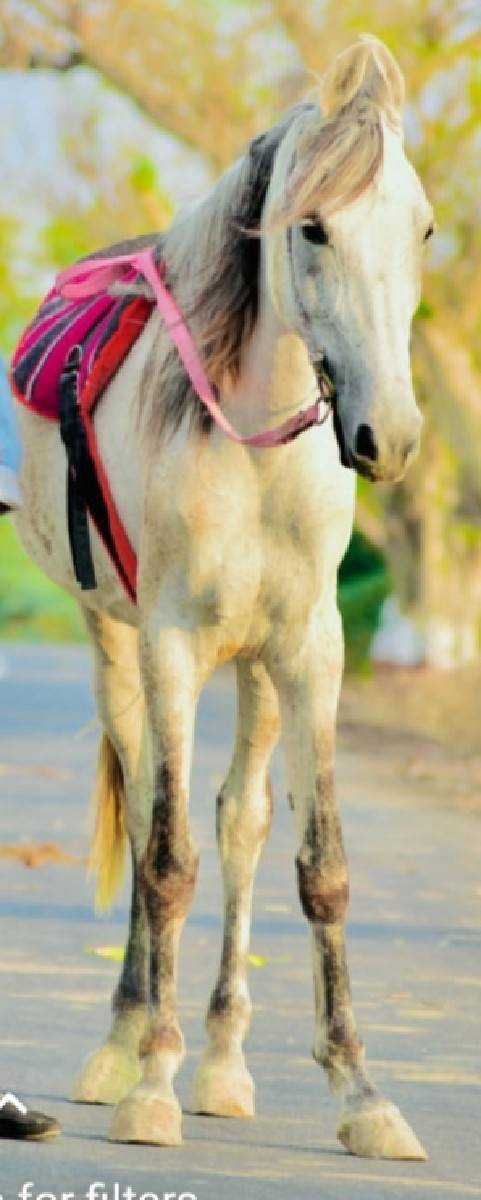 આ કાઠીયાવાડી  ઘોડી વેચવાની છે,