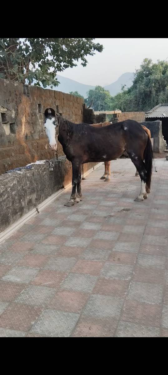 સાટા કરવાના ઘોડી હોય તોજ