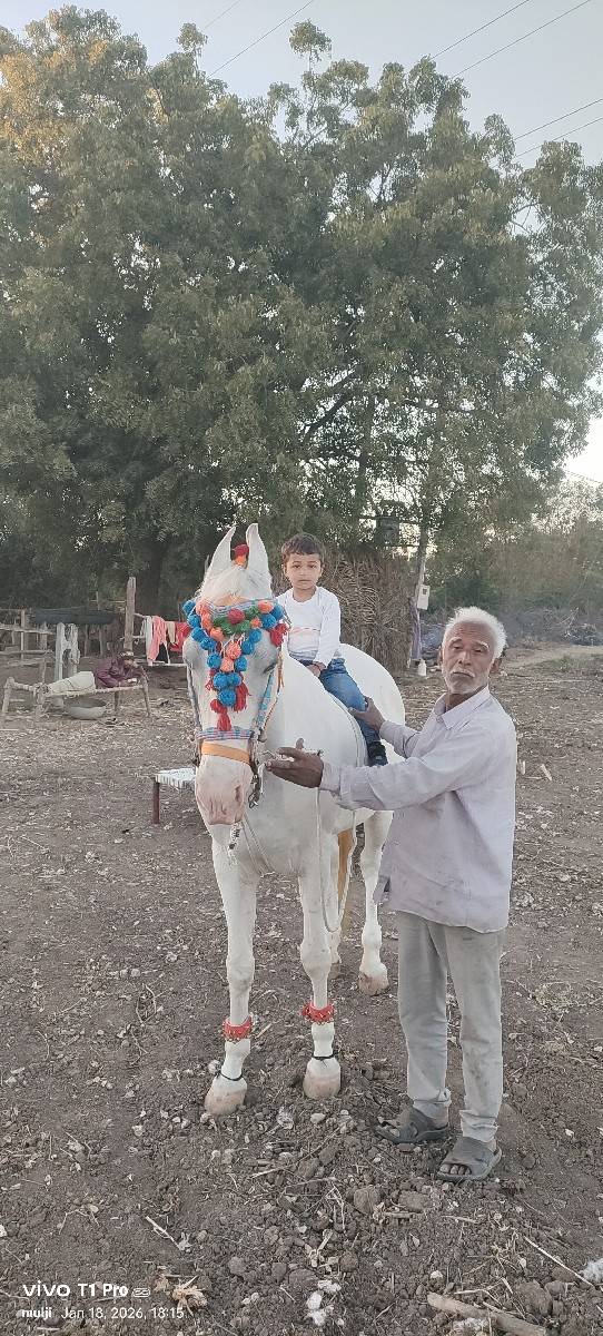 ઘોડી વરઘોડા માટે
વેચવાની નથી