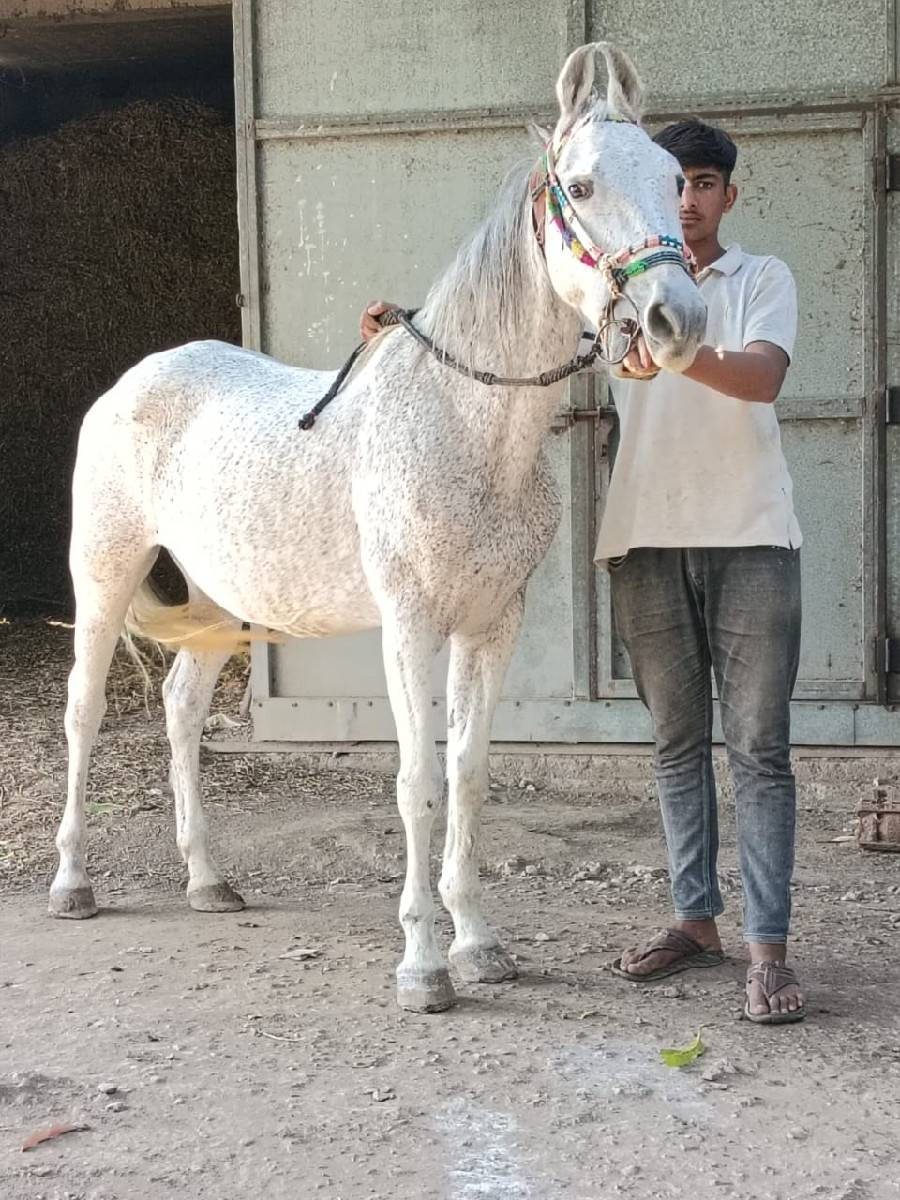 વેશવાની છે