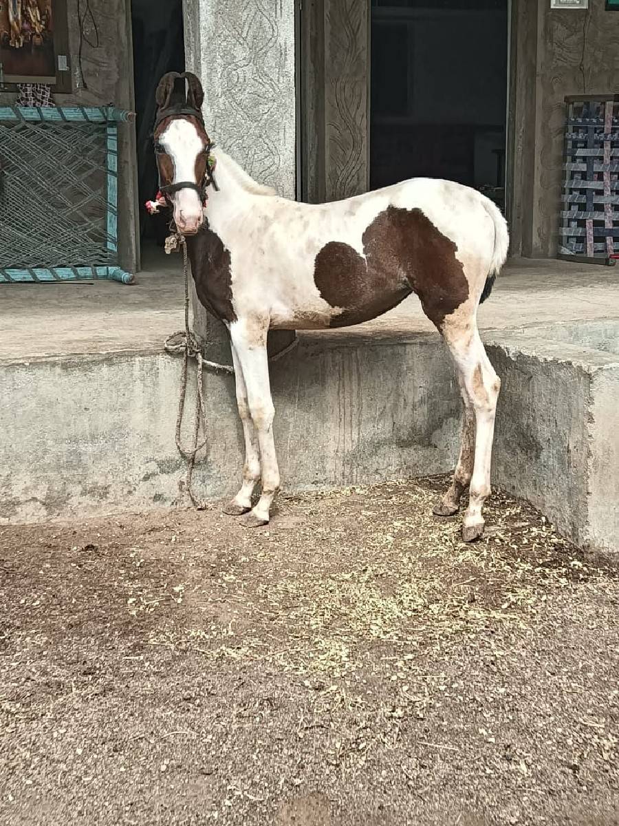 સારી વસેરી લેવી છે