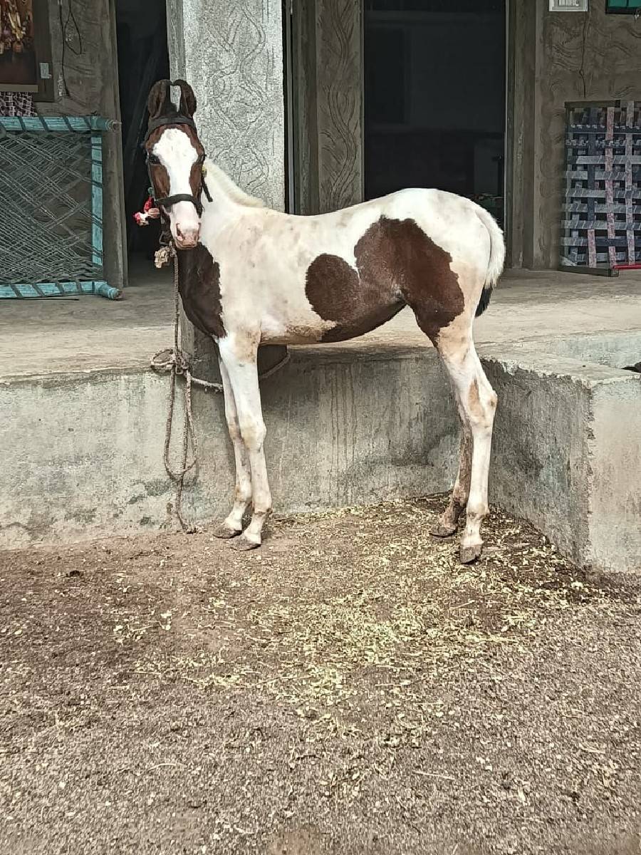 સારી વસેરી લેવી છે