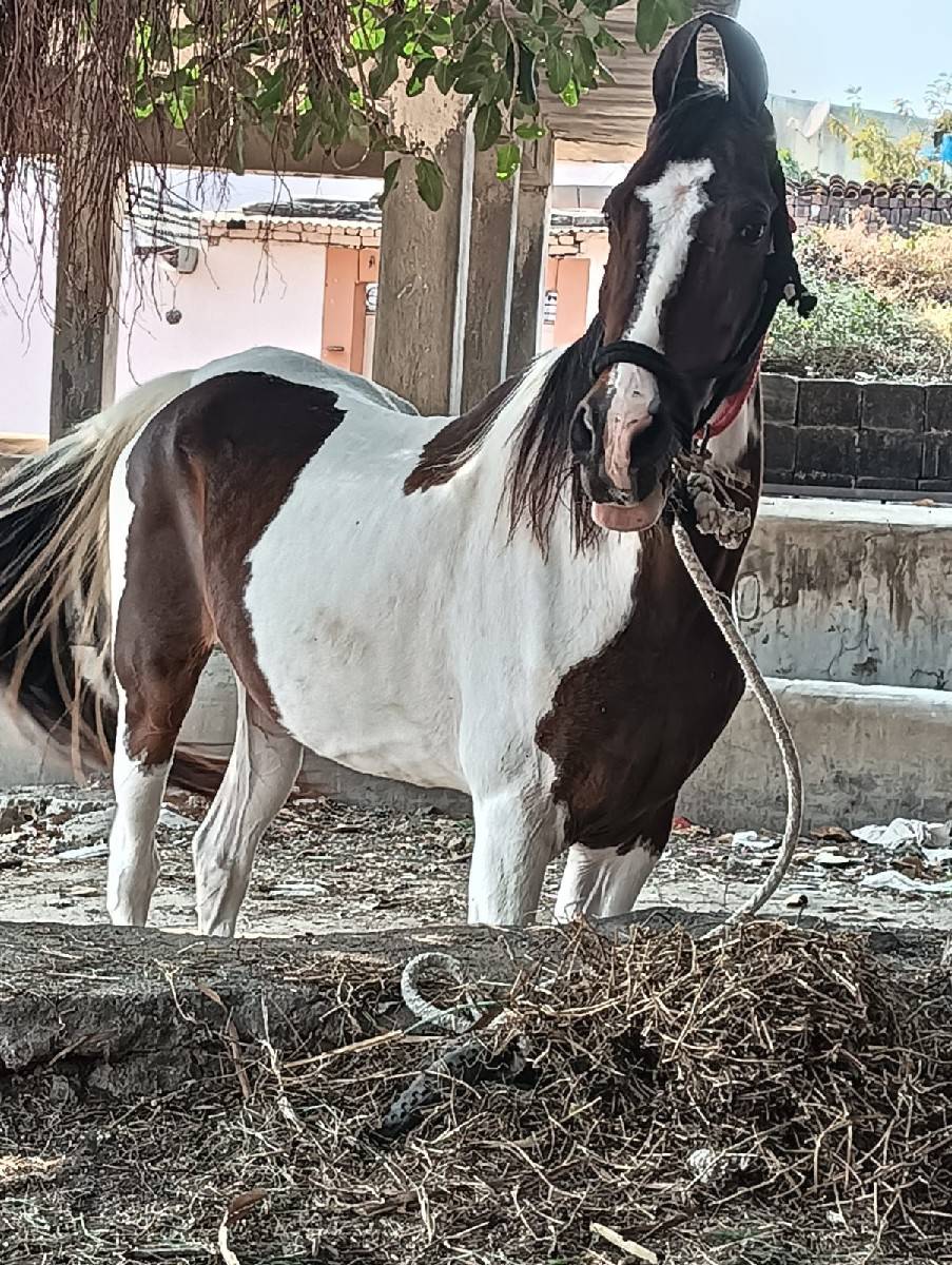 આ બે ધોડીયૂ વેસવાની સે સાટા કરવાના