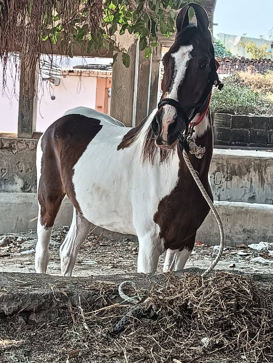 આ બે ધોડીયૂ વેસવાની સે સાટા કરવાના