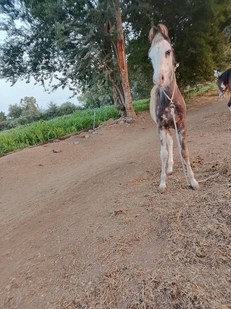 વછેરો વેચવાનો છે 3 મહિનાનો છે