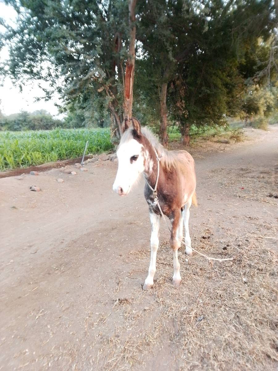વછેરો વેચવાનો છે 3 મહિનાનો છે