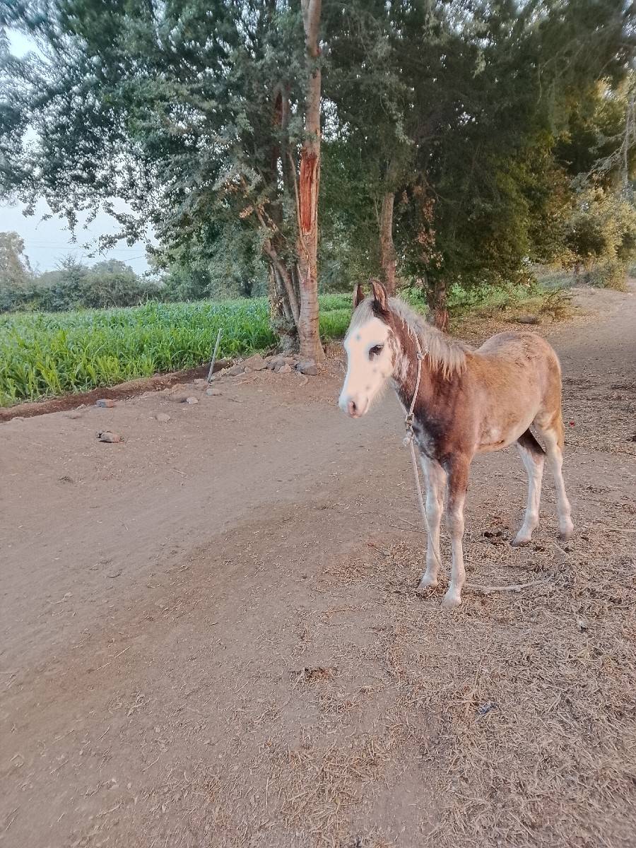 વછેરો વેચવાનો છે 3 મહિનાનો છે