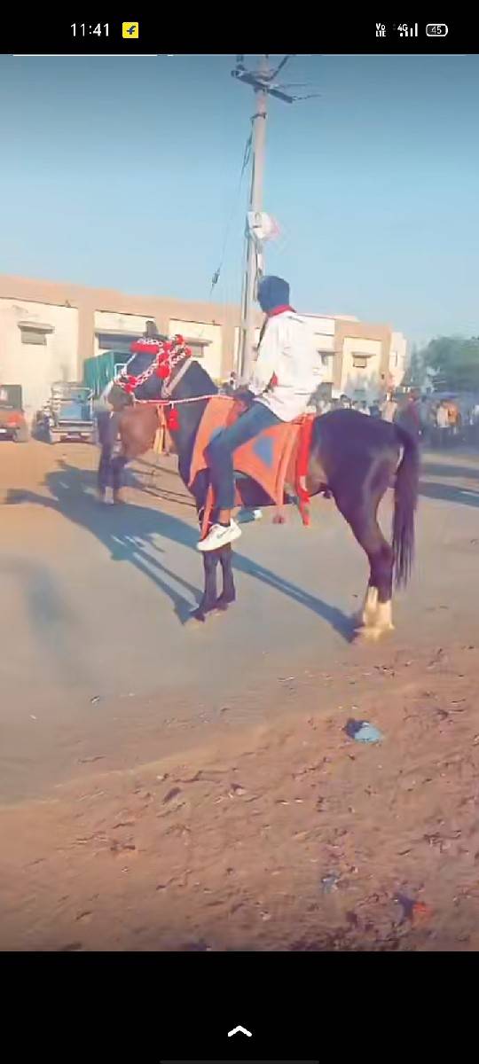 ઘોડો વેચવાનો છે