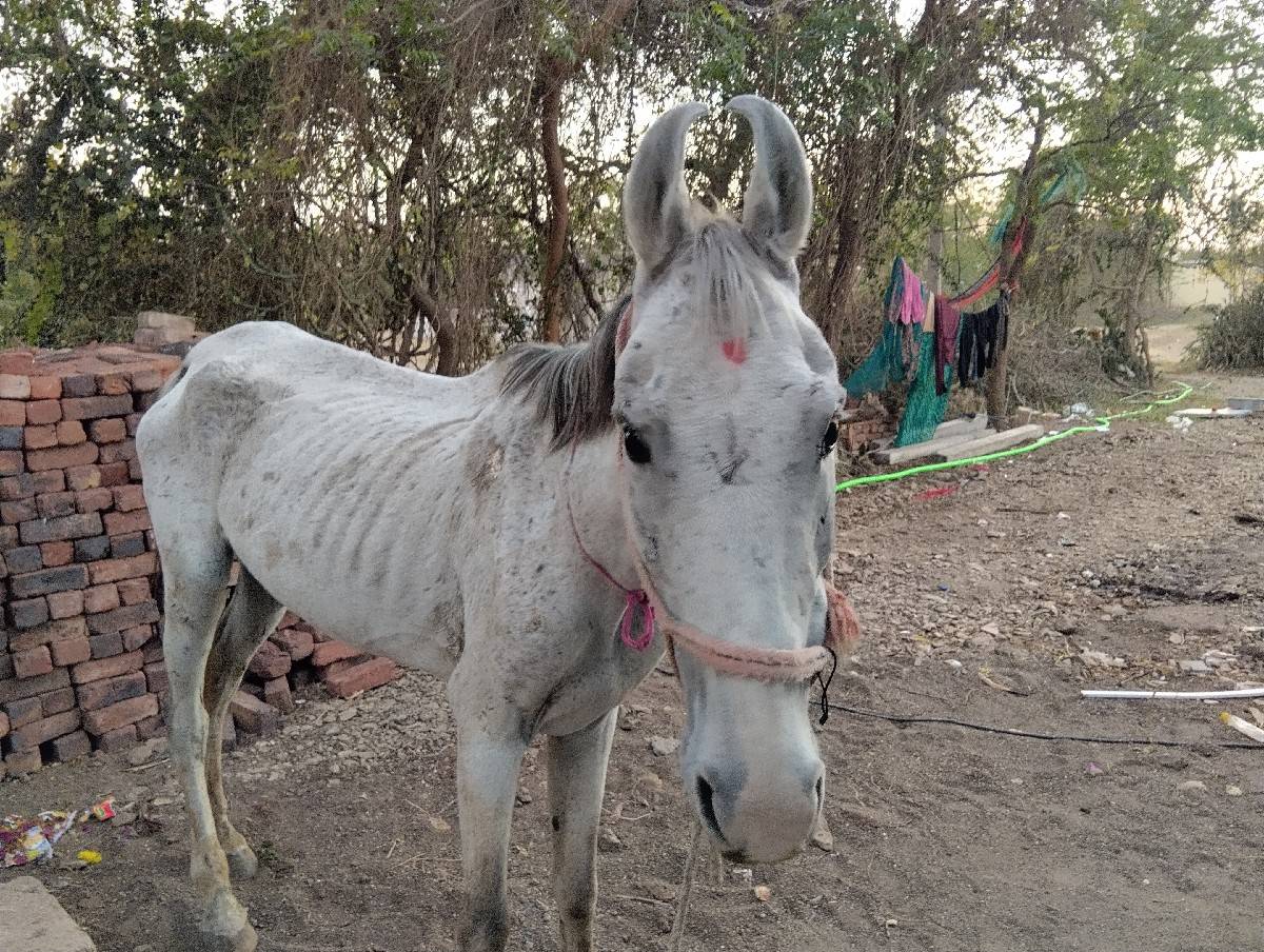 ઘોડી વેચવાની છે