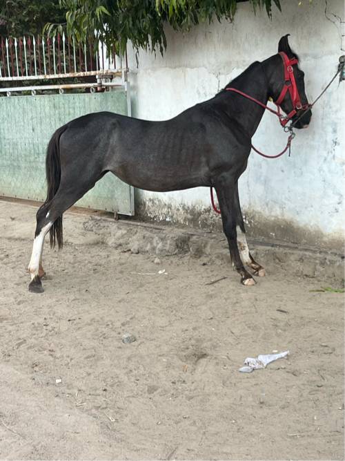 વછેરી વેચવાની છે