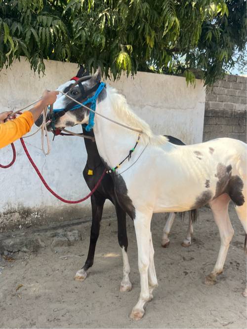 વછેરી વેચવાની છે