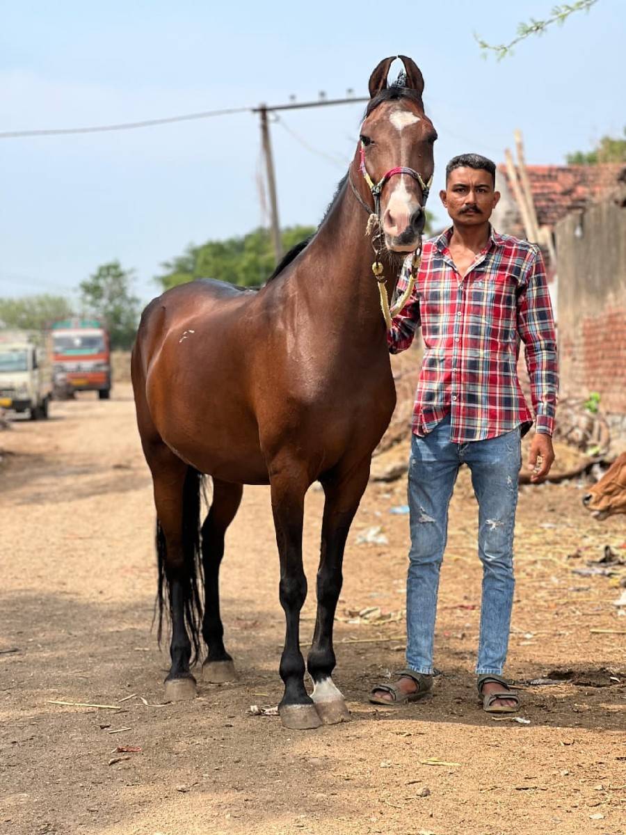 વેચવાના છે