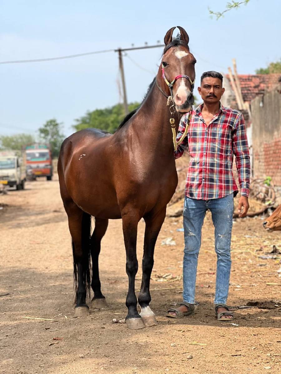 વેચવાના છે