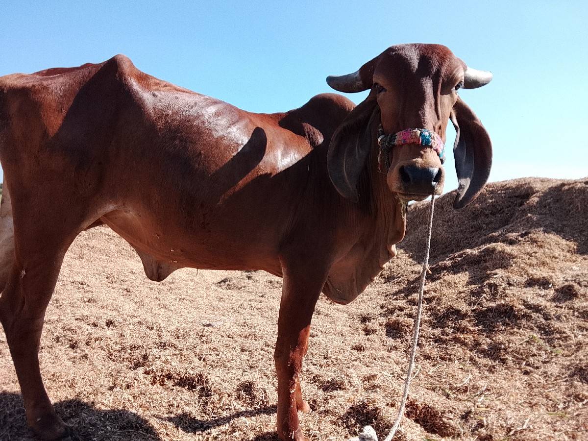 ગીર ગાય નું સાટુ કરવાનુ છે
