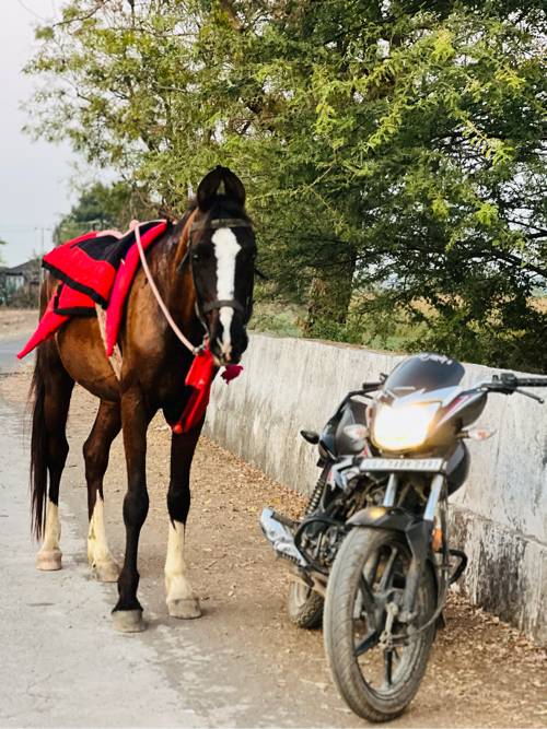 ઘોડા ના સાટા કરવા ના સે