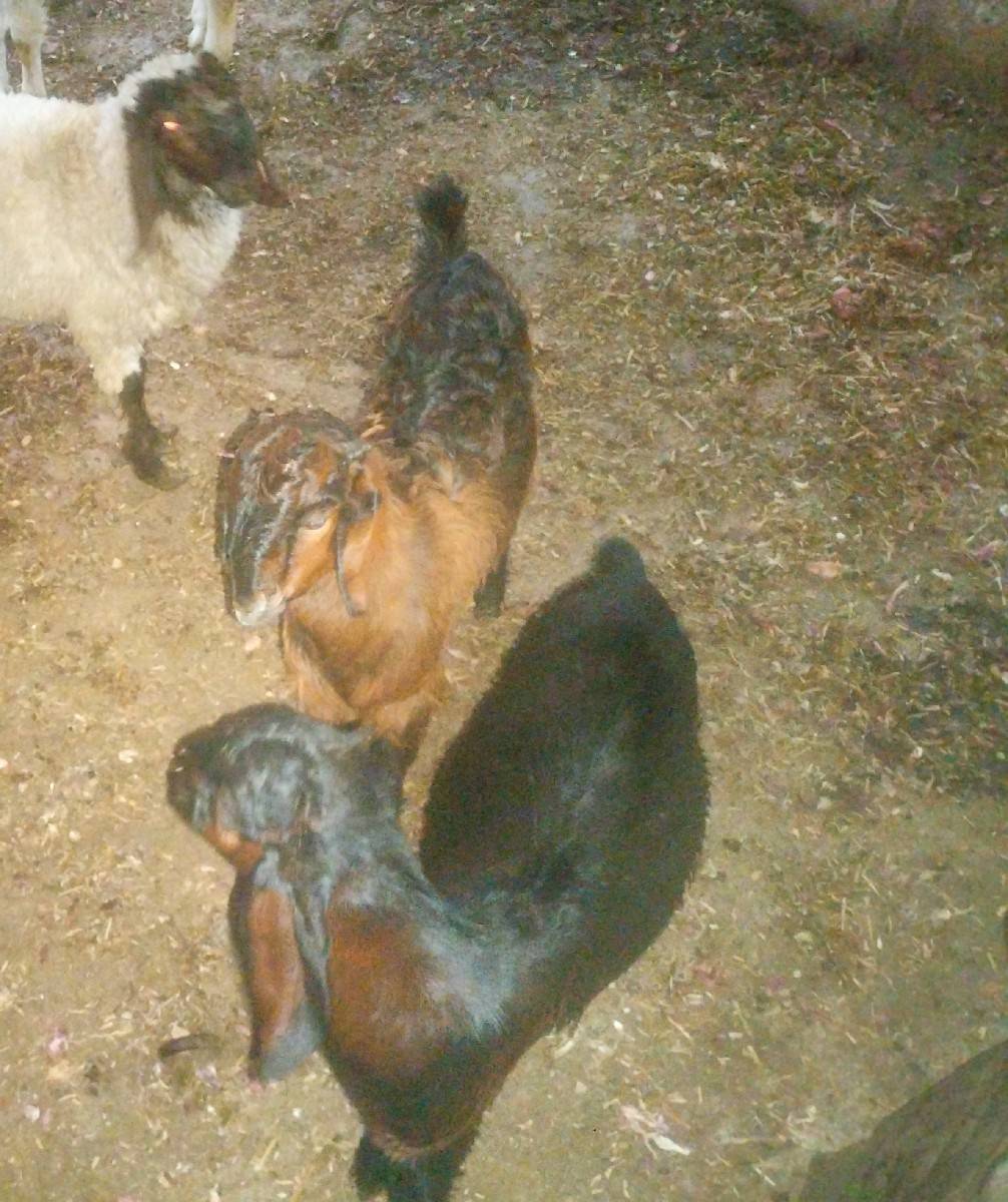 સાટા કરવાનાં છે વછેરી ઘોળી હાલે