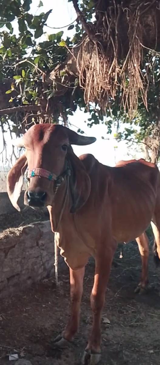 ગીર ગાય છે સાટા કરવા ના છે