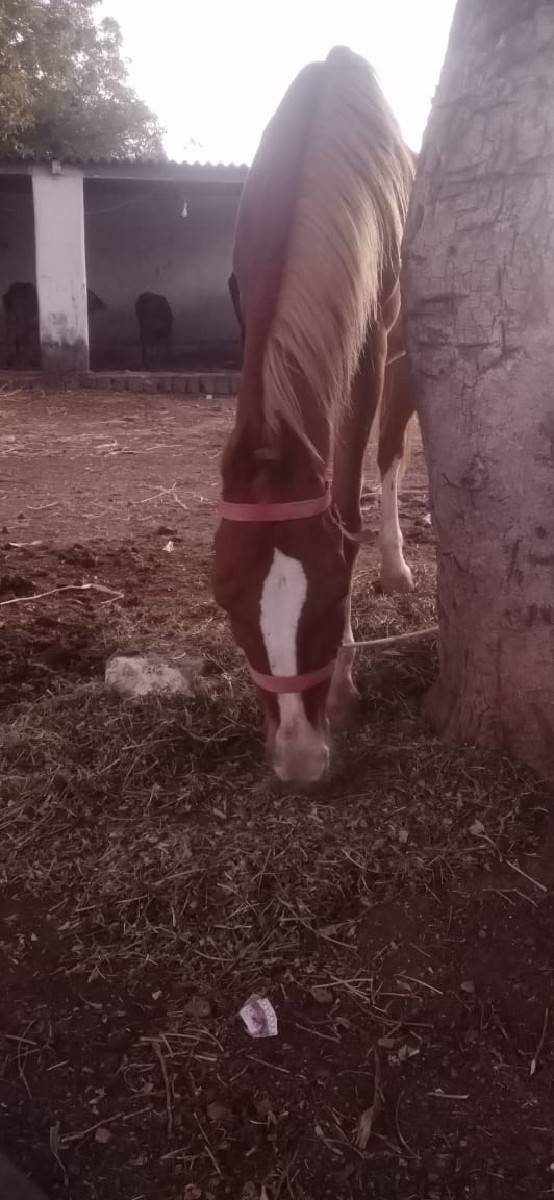 ghodi vesvanise