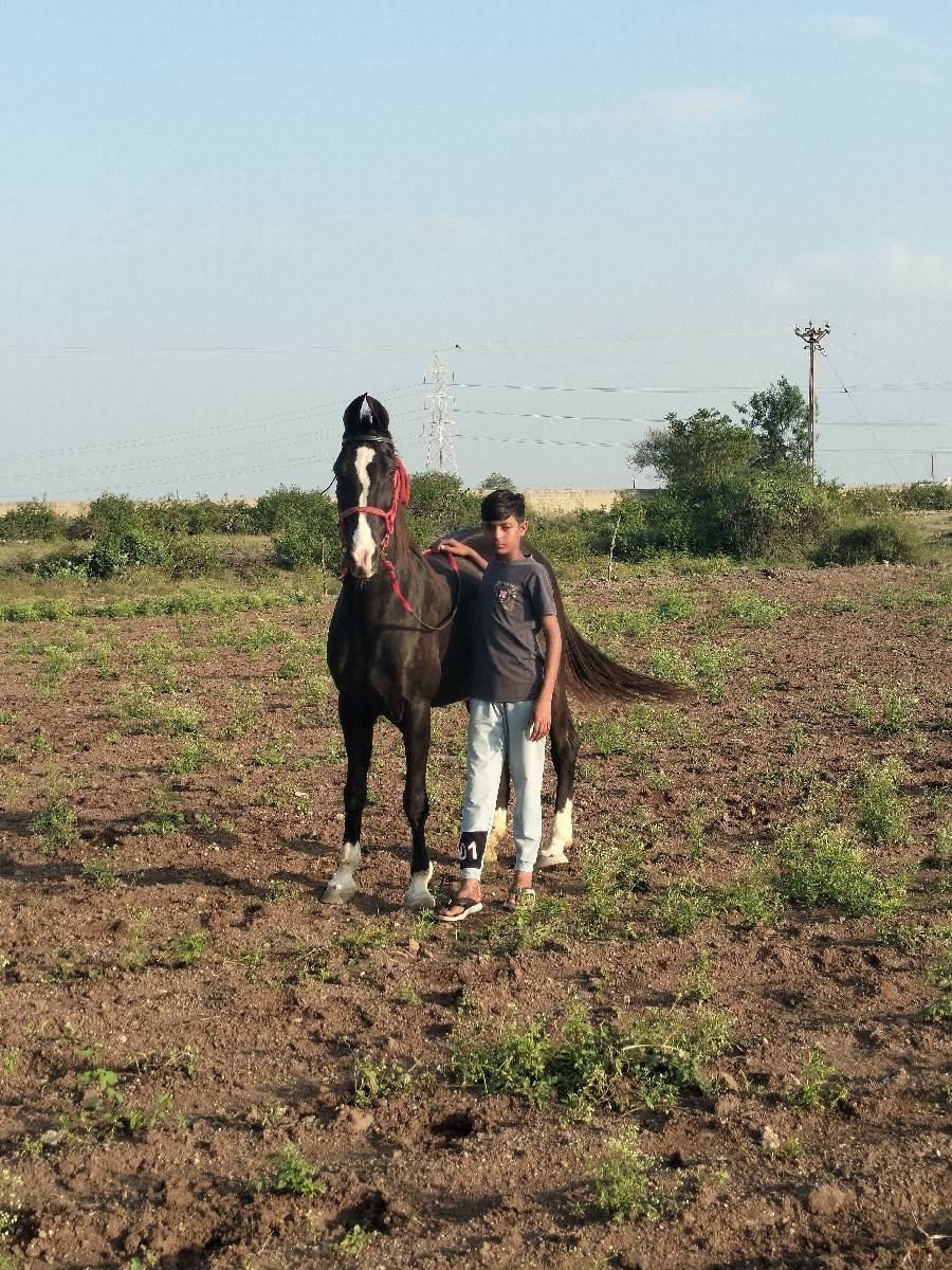 ઘોડી
