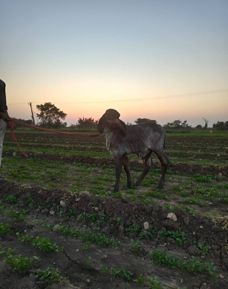 વાછરડો છે