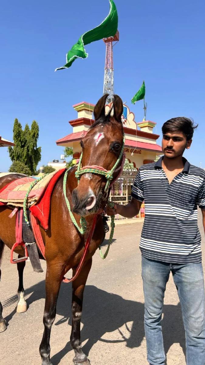 ઘોડી વેચવાની છે