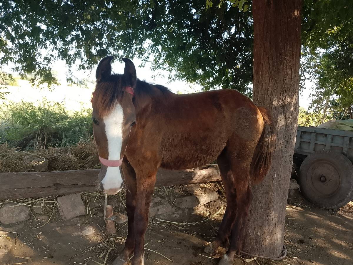 વસેરી