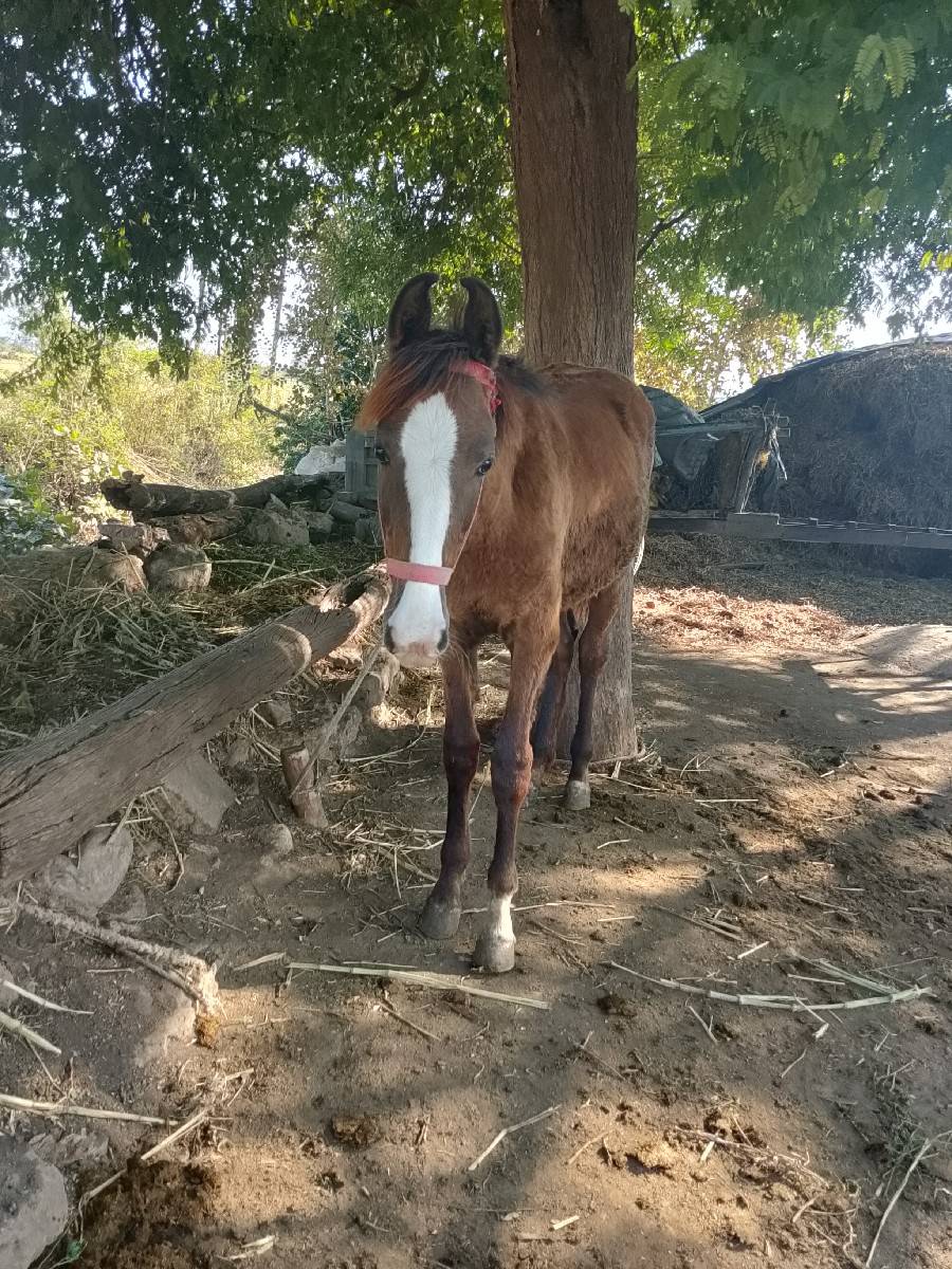 વસેરી
