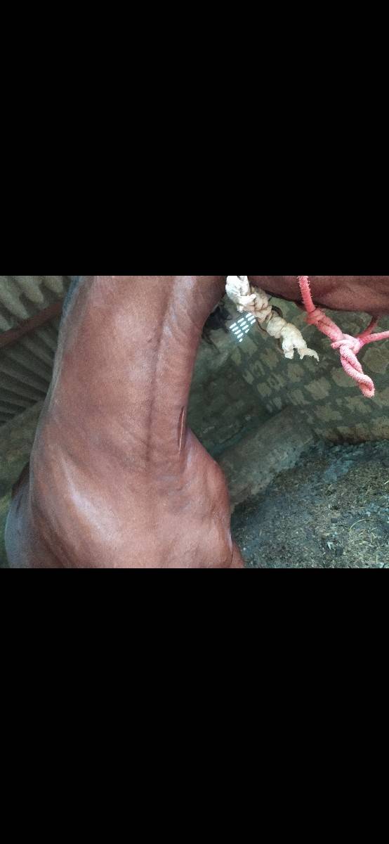 Kudi Mainu Porbandar ki Mata.
