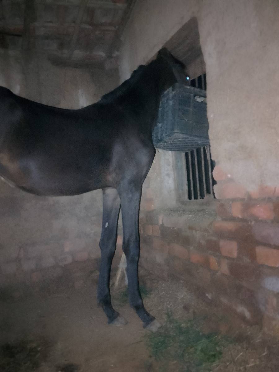 વશેરો વેસવા નો છે