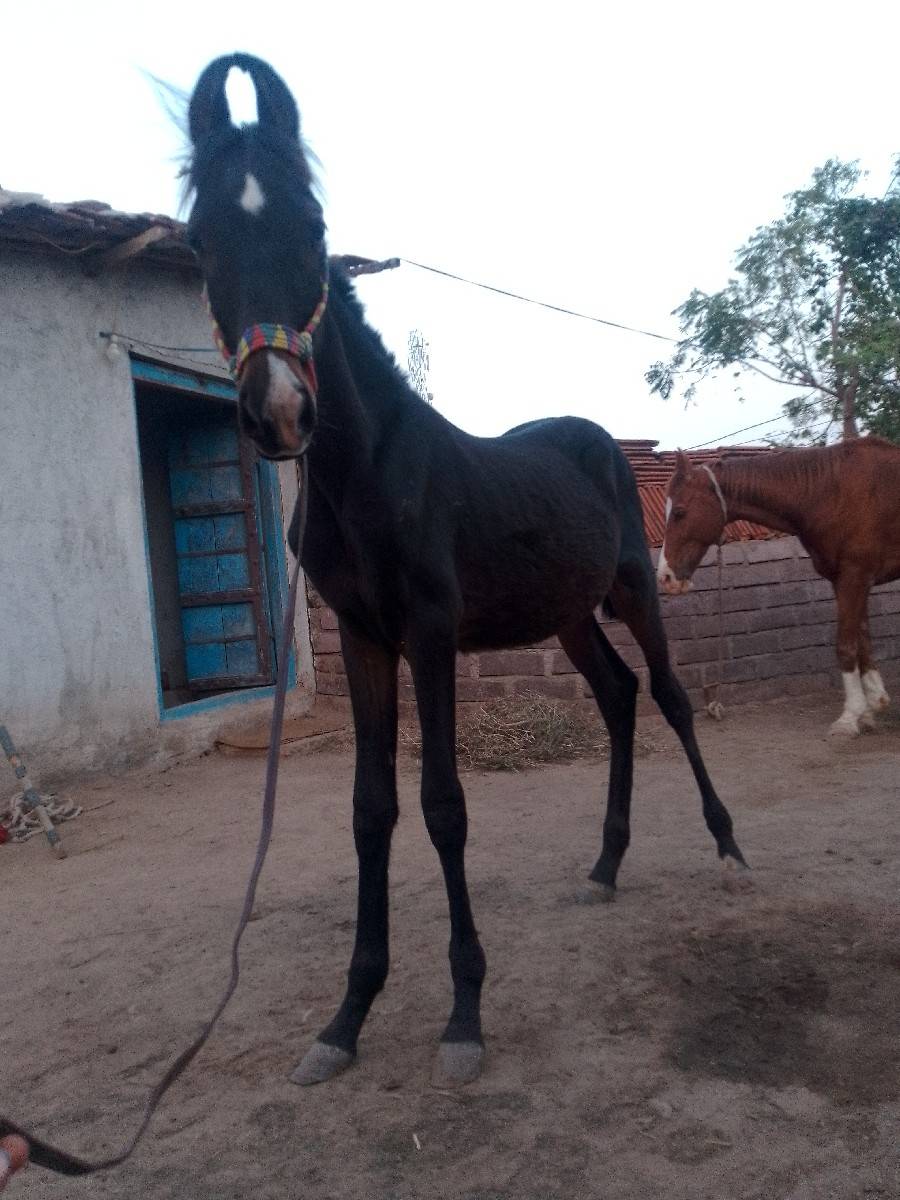 વશેરો વેસવા નો છે