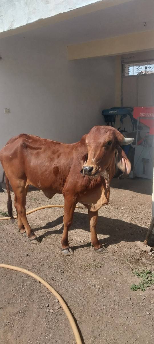 satu karva nu che
