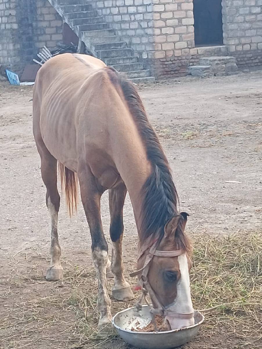 ઘોડો વેસવાનો સે 
ઉમર 5 વર્ષ