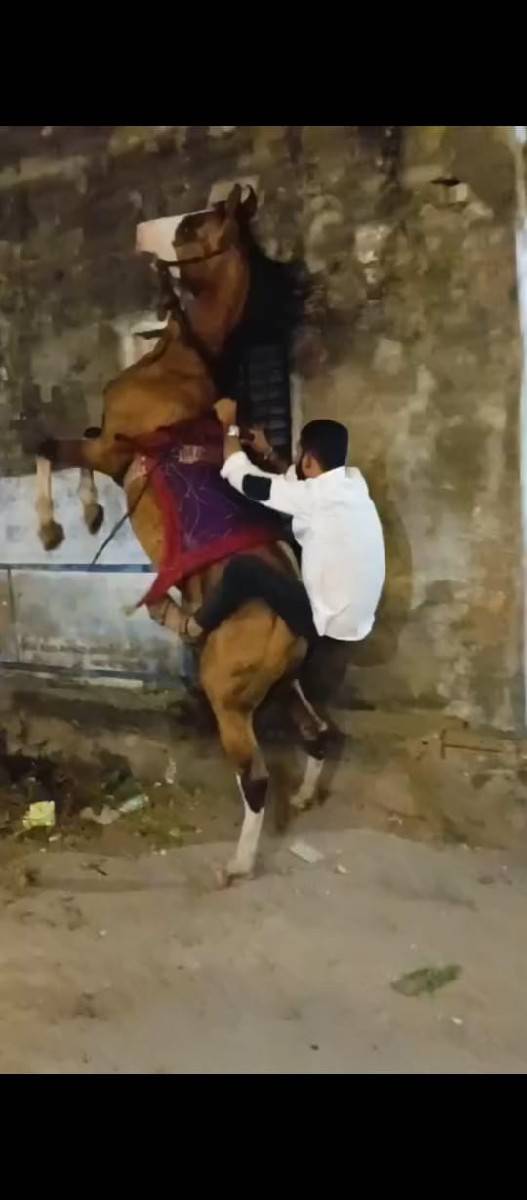 ઘોડો વેસવાનો સે 
ઉમર 5 વર્ષ