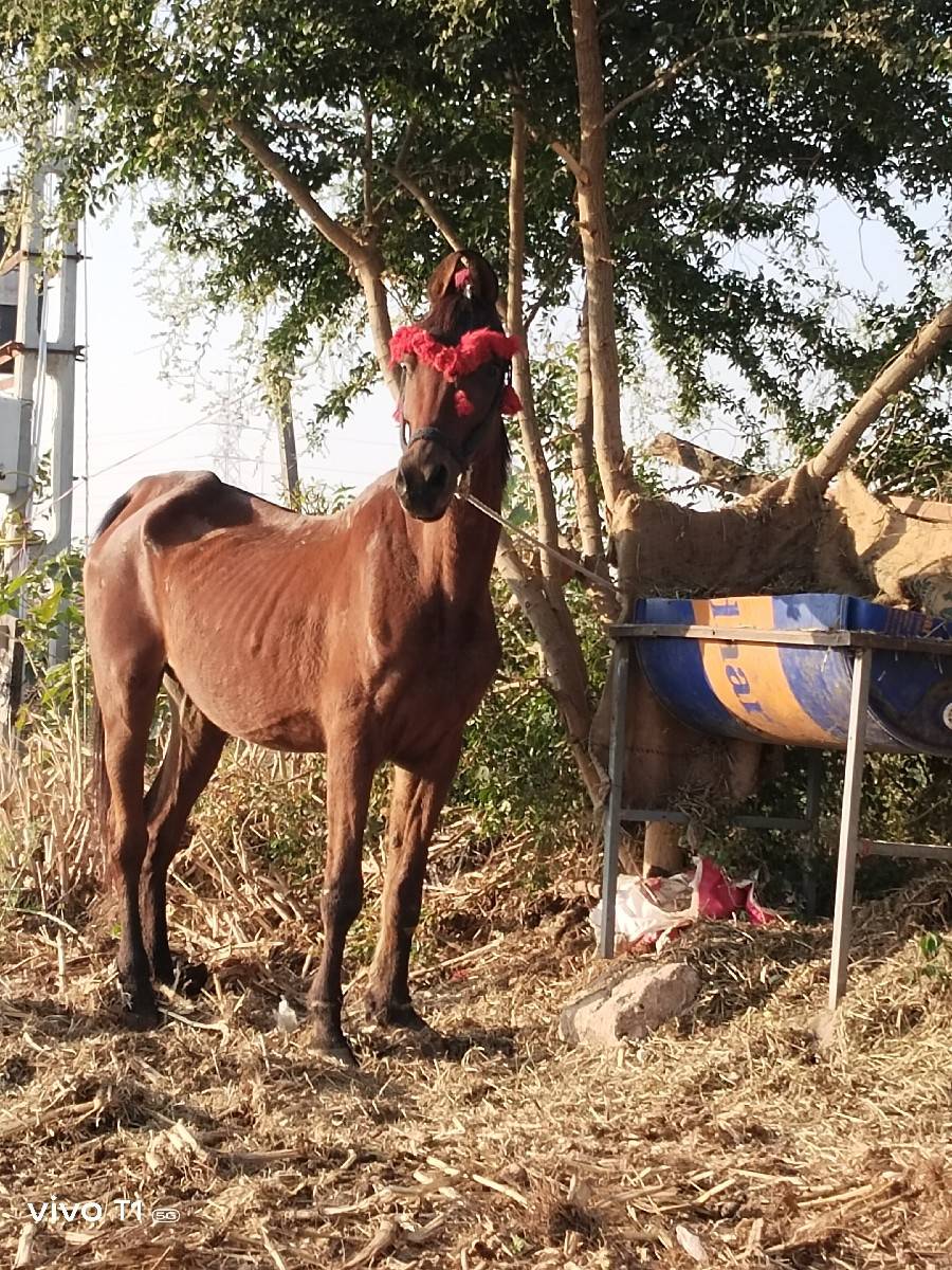 હાટુ કરવા નું છે
