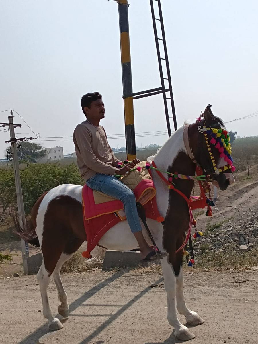 સાટા કરવાના છ